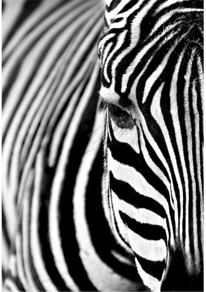 Siyah Beyaz En Şık Zebra Kombini Çerçeveli Temperli Cam Tablo 3'lü
