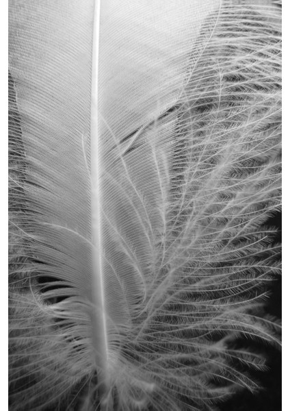 Siyah Beyaz Kombini Çiçek Tüy Kombini Çerçeveli Temperli Cam Tablo 3'lü fırsatları