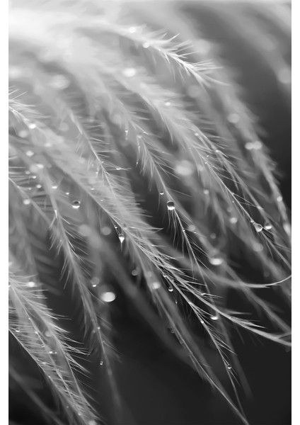 Siyah Beyaz Kombini Çiçek Tüy Kombini Çerçeveli Temperli Cam Tablo 3'lü indirimleri