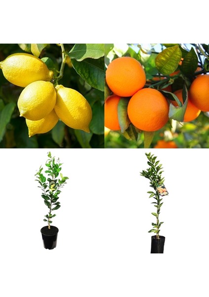 Limon - Portakal 2'li Narenciye Fidan Seti (3 Yaş Tüplü ve Aşılı)