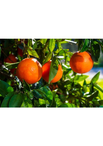 Limon - Portakal 2'li Narenciye Fidan Seti (3 Yaş Tüplü ve Aşılı)