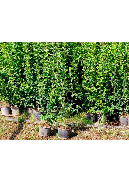Ligustrum Kurtbağrı 5 Adet 100-120 cm - Çit Bitkisi (Büyük Boy)