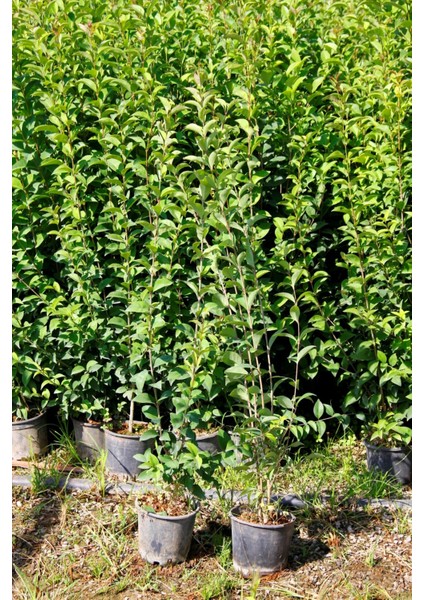 Ligustrum Kurtbağrı 5 Adet 100-120 cm - Çit Bitkisi (Büyük Boy)