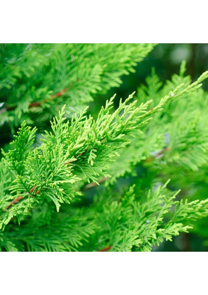 Leylandi ( Cupressocyparis Leylandii ) 80-100CM
