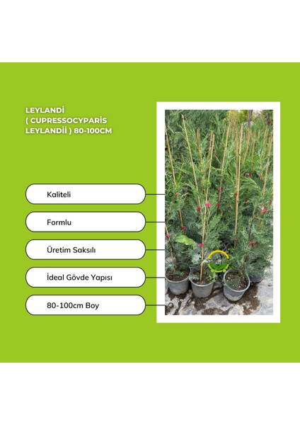 Leylandi ( Cupressocyparis Leylandii ) 80-100CM fiyatları