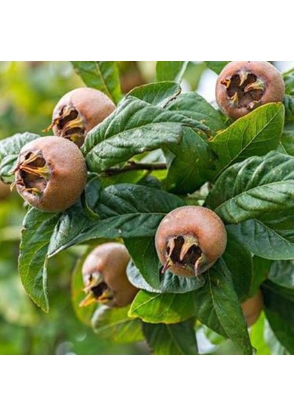 10 Yaş Aşılı Muşmula Fidanı