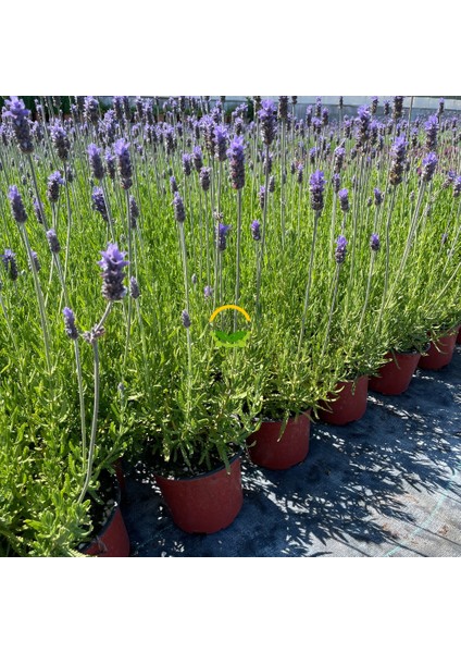 Fransız Lavanta Fidesi 'lavandula Dentata' 10 Adet fiyatları