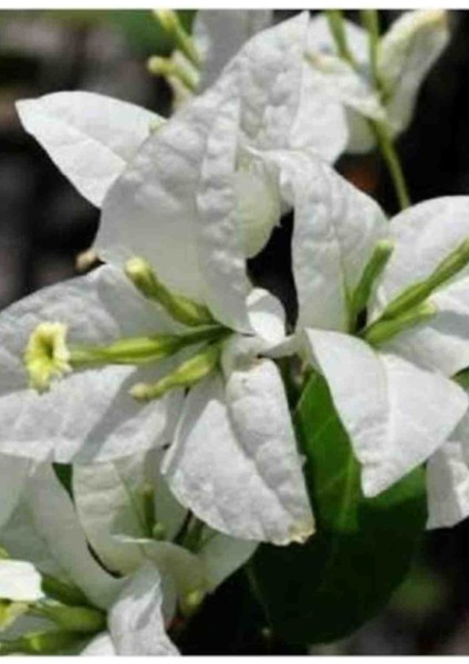 Saksıda Beyaz Begonvil Fidanı Gelin Duvağı fiyatları