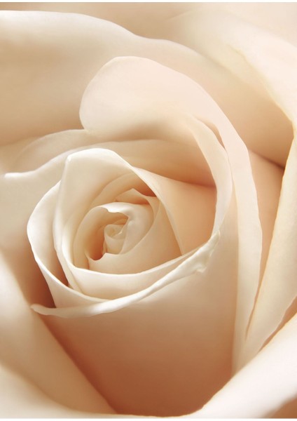 Soft Krem Gül Kombini Çerçeveli Cam Tablo 2'li modelleri