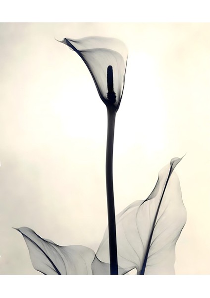 Krem Siyah Bitki Kombini Çerçeveli Cam Tablo 2'li fiyatları