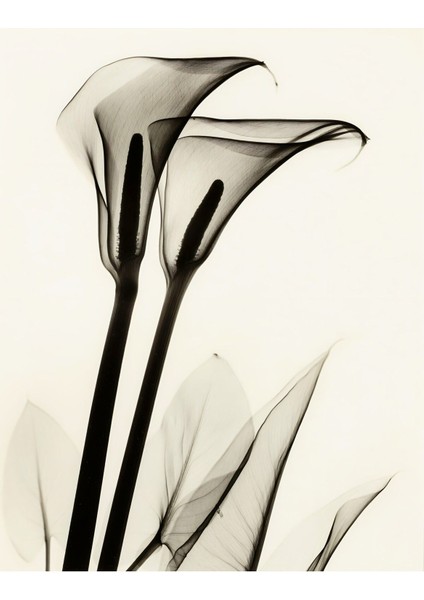 Krem Siyah Bitki Kombini Çerçeveli Cam Tablo 2'li modelleri