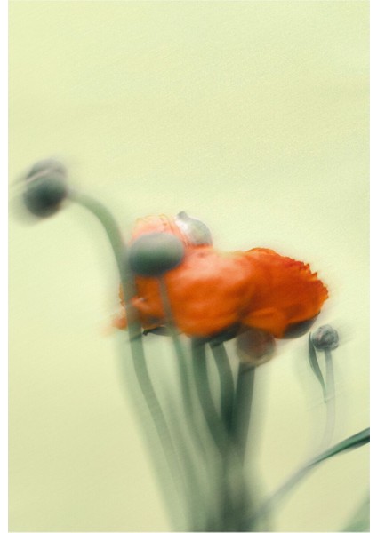 Kırmızı Mor Blurry Çiçek Kombini Çerçeveli Cam Tablo 2'li fiyatları