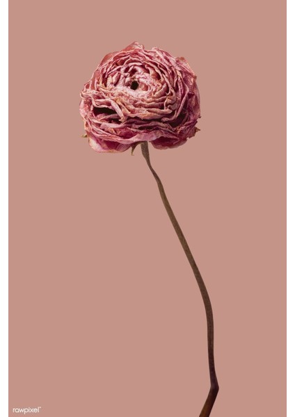 Gül Kurusu Tonlar Gül Kombini Çerçeveli Cam Tablo 2'li modelleri