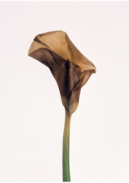 Kahve Yeşil Gala Çiçeği Kombin Çerçeveli Cam Tablo 2'li fiyatları