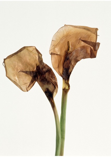 Kahve Yeşil Gala Çiçeği Kombin Çerçeveli Cam Tablo 2'li modelleri