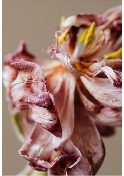 Bej Gül Kurusu Kadife Çiçek Kombini Çerçeveli Cam Tablo 2'li fiyatları