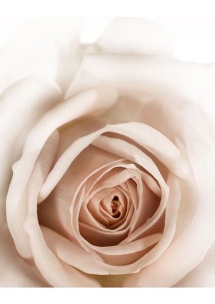 Gül Kurusu Çiçek Kombin Çerçeveli Cam Tablo 3'lü fırsatları