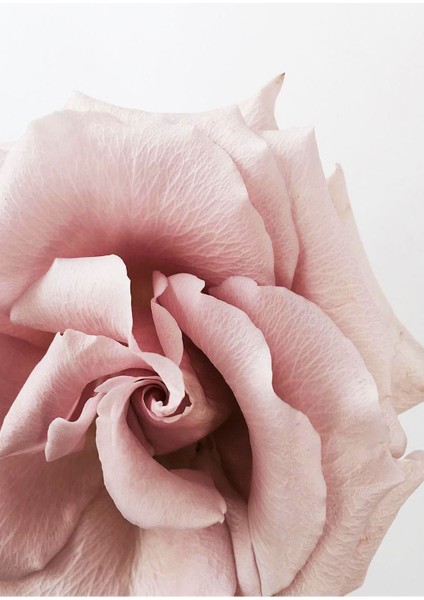 Gül Kurusu Pembe Gold Renk Çiçek Ve Soyut Kombini Çerçeveli Cam Tablo 2'li fiyatları