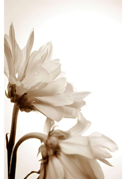 Krem Beyaz Çiçek Kombin Çerçeveli Cam Tablo 3'lü fırsatları