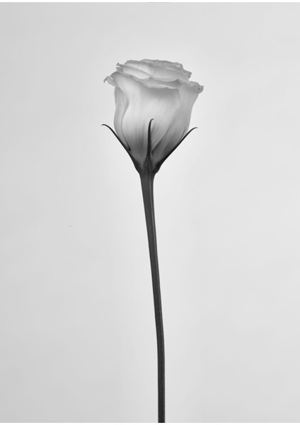 Soft Siyah Beyaz Gül Kombini Çerçeveli Cam Tablo 2'li modelleri