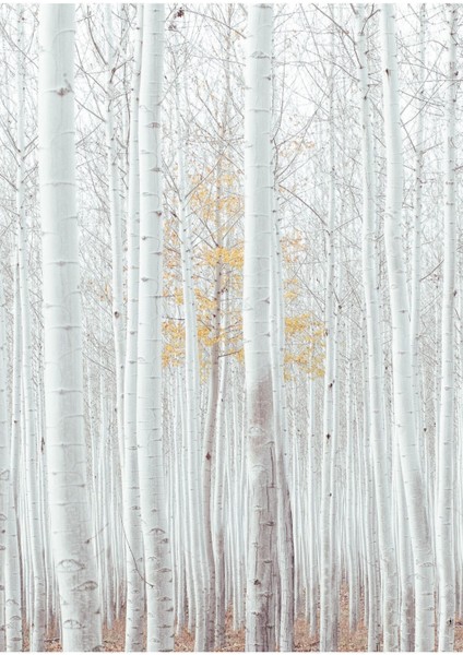 Beyaz Pembe Gül Kombini Çerçeveli Cam Tablo 3'lü modelleri