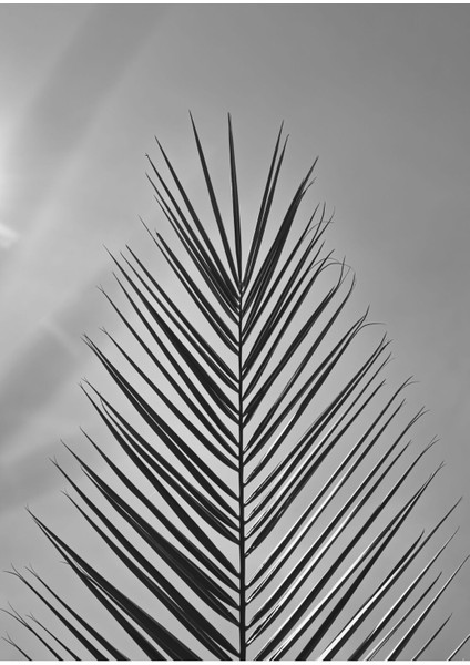 Siyah Beyaz Çiçek Kombin Çerçeveli Cam Tablo 3'lü fiyatları