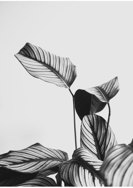 Siyah Beyaz Çiçek Kombin Çerçeveli Cam Tablo 3'lü modelleri