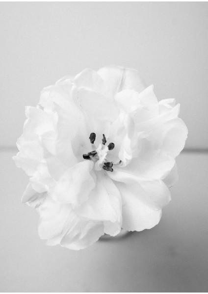 Siyah Beyaz Çiçek Kombin Çerçeveli Cam Tablo 3'lü fırsatları