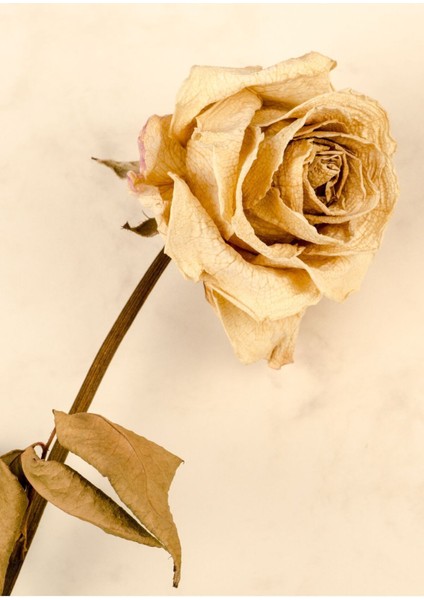 Gül Kurusu Krem Gül Kombini Çerçeveli Cam Tablo 2'li modelleri