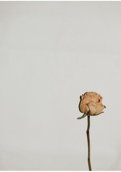 Kuru Gül Kombini Çerçeveli Cam Tablo 2'li modelleri