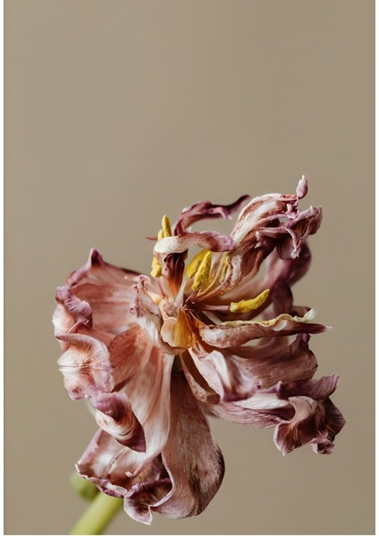 Bej Gül Kurusu Kadife Çiçek Kombini Çerçeveli Cam Tablo 2'li modelleri