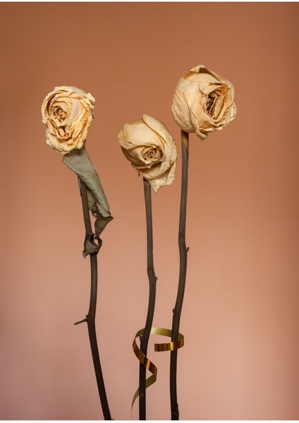 gül Kurusu-Krem Gül Kombini 01 |çerçeveli Cam Tablo 2li Dikey fiyatları