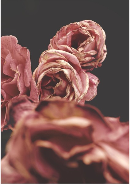 gül Kurusu Tonlar Gül Kombini 01 |çerçeveli Cam Tablo 2li Dikey fiyatları