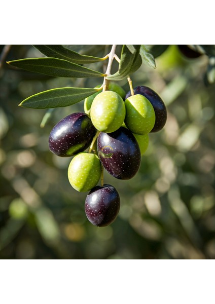 5 Adet Gemlik Trilye Sofralık Zeytin Fidanı *2 Yaş*