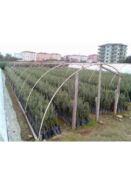 5 Adet Gemlik Trilye Sofralık Zeytin Fidanı *2 Yaş*