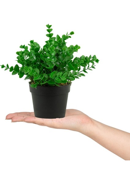 3 Adet Siyah Mini Plastik Saksıda Yapay Demet Şimşir