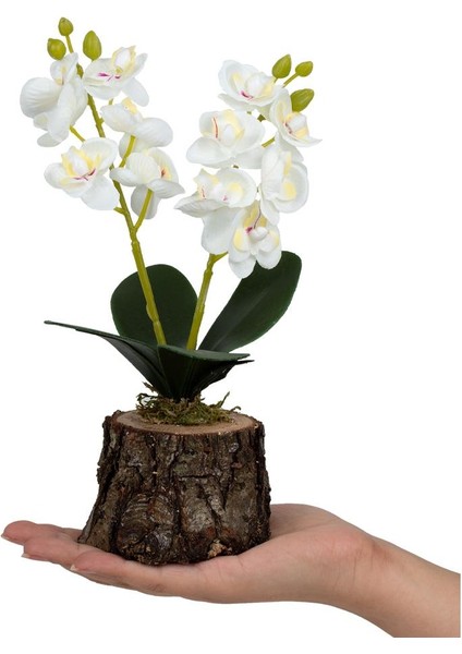 3'lü Set Doğal Kütük Saksıda Yapay Orkide modelleri