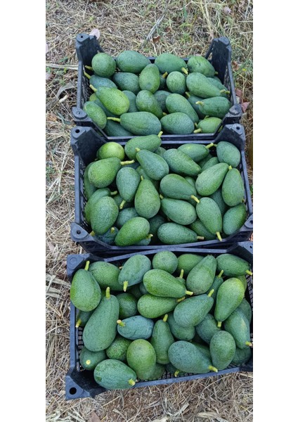 Avokado Taze Hasat 1kg