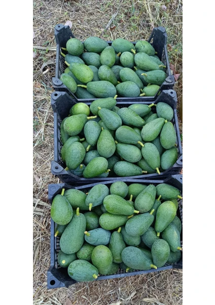 Has Organik Avokado Taze Hasat 1kg