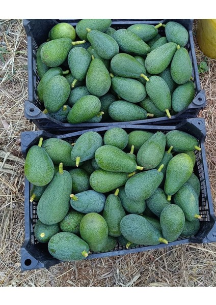 Avokado Taze Hasat 1kg