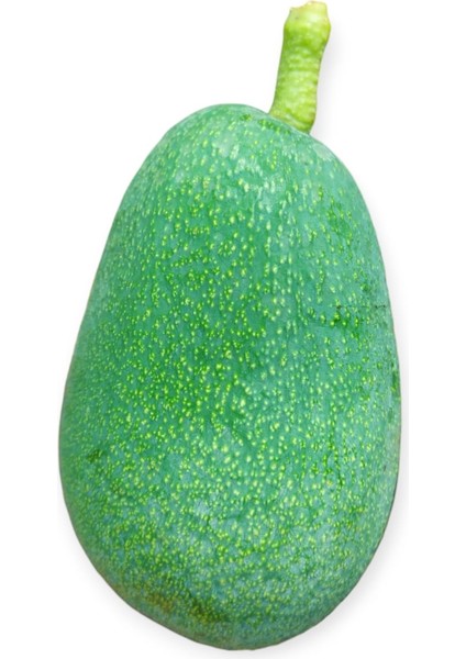 Avokado Taze Hasat 1kg