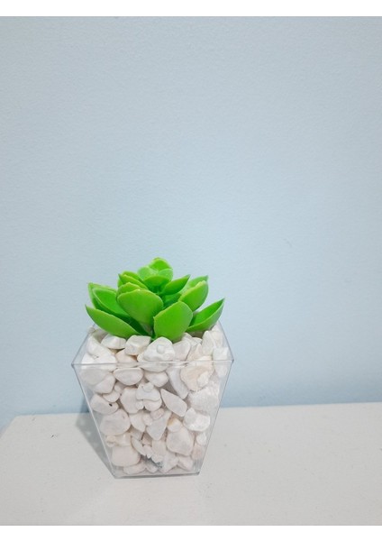 Tekno Trust Şeffaf Çakıl Dolgulu Saksıda Sukulent(Saksı 8x8 Cm Dir)