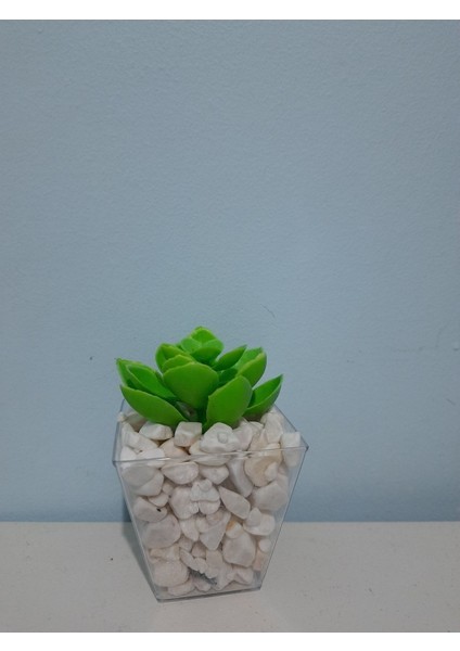Tekno Trust Şeffaf Çakıl Dolgulu Saksıda Sukulent(Saksı 8x8 Cm Dir)