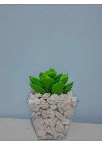 Tekno Trust Şeffaf Çakıl Dolgulu Saksıda Sukulent(Saksı 8x8 Cm Dir)