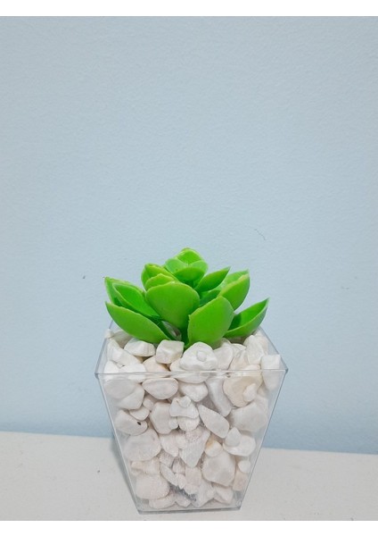 Tekno Trust Şeffaf Çakıl Dolgulu Saksıda Sukulent(Saksı 8x8 Cm Dir)