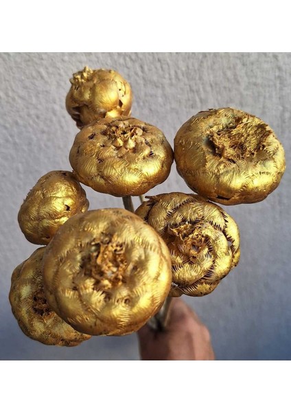 Altın renkli kuru enginar demeti, 31-45 cm, 5 adet, şık dekoratif çiçekler