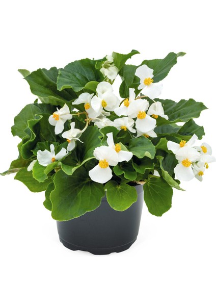 Begonya – Begonia Beyaz Renk 10 Adet