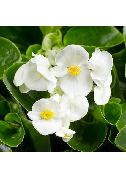 Begonya – Begonia Beyaz Renk 10 Adet