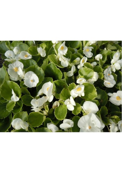 Begonya – Begonia Beyaz Renk 10 Adet