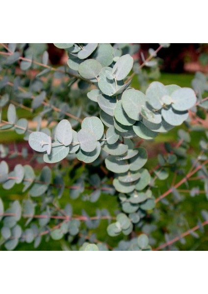 2 Yaş Eucalyptus Cinerea Silver Dollar Bodur Okaliptus Fidanı